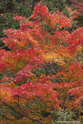 miyajima_10-11-25_13-53-51_018.jpg