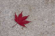 miyajima_10-11-25_13-58-31_022.jpg