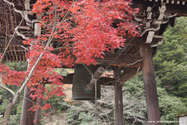 miyajima_10-11-25_14-01-11_024.jpg