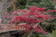 miyajima_10-11-25_16-31-17_073.jpg