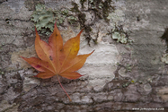 miyajima_10-11-25_16-32-37_075.jpg