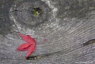 miyajima_10-11-25_16-33-59_076.jpg