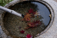 miyajima_10-11-25_16-44-01_079.jpg