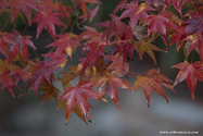 miyajima_10-11-26_08-14-36_102.jpg