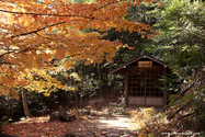 miyajima_10-11-26_09-38-38_113.jpg