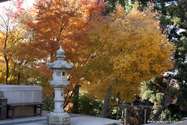 miyajima_10-11-26_09-43-33_114.jpg