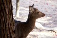 miyajima_10-11-26_11-20-11_132.jpg