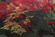 miyajima_10-11-26_11-26-35_135.jpg