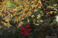 miyajima_10-11-26_11-27-21_136.jpg