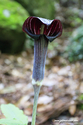 takachiho_17-04-21_09-48-54_016.jpg