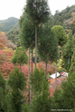 kyoto_10-11-17_10-53-06_535.jpg