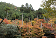 kyoto_10-11-17_14-34-37_603.jpg