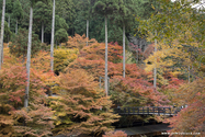 kyoto_10-11-17_14-41-34_609.jpg