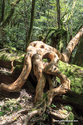 Yakushima_17-04-28_10-47-51_025.jpg