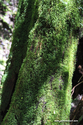 Yakushima_17-04-28_11-04-21_029.jpg