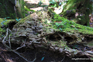 Yakushima_17-04-28_12-10-45_041.jpg