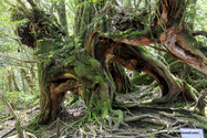 Yakushima_17-04-28_12-26-53_044.jpg