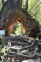 Yakushima_17-04-28_13-19-35_055.jpg