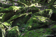 Yakushima_17-04-28_13-58-39_063.jpg