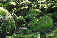 Yakushima_17-04-28_13-59-29_064.jpg