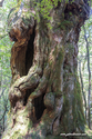 Yakushima_17-04-29_10-54-36_018.jpg