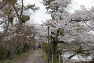 uji_13-04-03_08-31-03_005.jpg