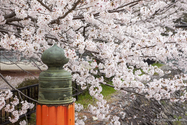 uji_13-04-03_08-50-35_019.jpg