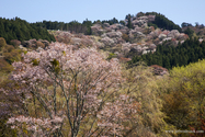 yushino_13-04-10_14-11-11_031.jpg