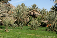 maroc_J_09-10-27_11-19-46_1599.jpg