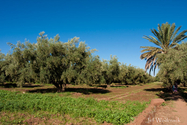 maroc_J_09-10-25_09-57-27_1046.jpg