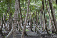 raiatea_14-05-01_13-51-01_150.jpg