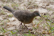 seychelles_J_11-02-21_06-04-45_062.jpg