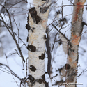 abisko_16-02-11_11-39-06_005.jpg