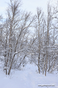 abisko_16-02-11_11-58-39_014.jpg