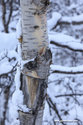 abisko_16-02-11_12-52-27_033.jpg