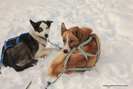 abisko_16-02-12_12-53-41_007.jpg