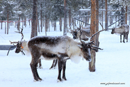 Kiruna_16-02-09_13-56-03_004.jpg