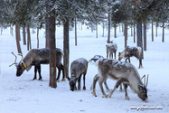 Kiruna_16-02-09_13-59-50_007.jpg