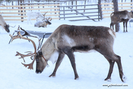 Kiruna_16-02-09_14-10-55_015.jpg