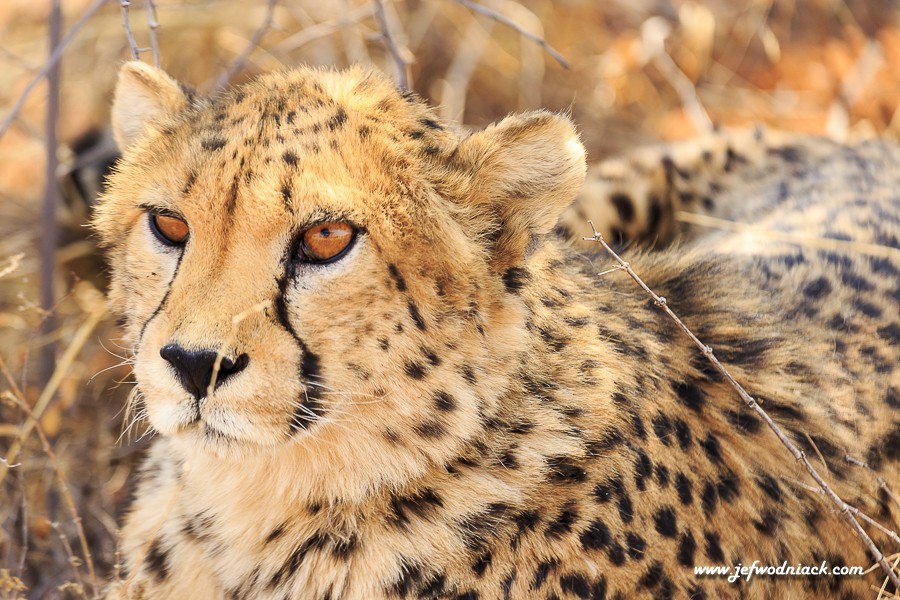 Cheetah à Okonjima