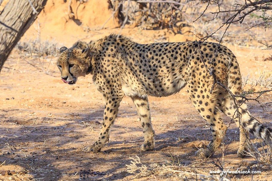 Cheetah à Okonjima