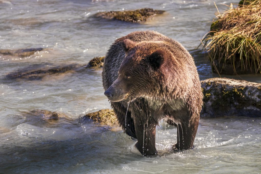 Ours péchant dans la rivière Chilkoot