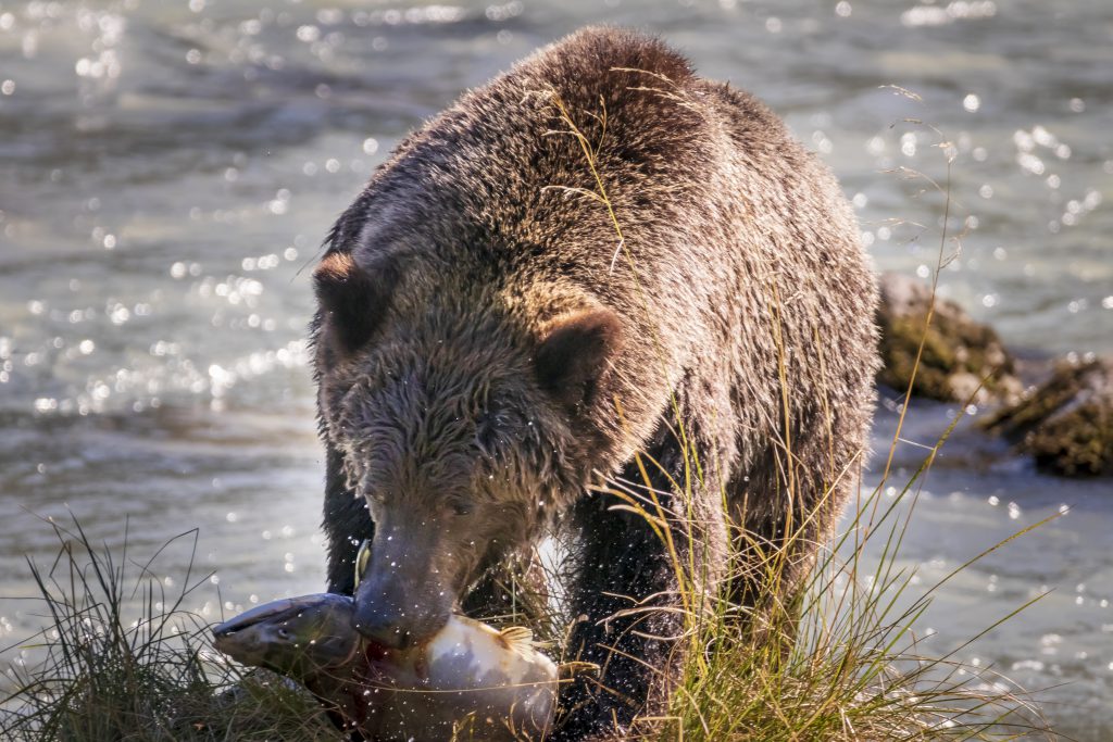 Ours péchant dans la rivière Chilkoot