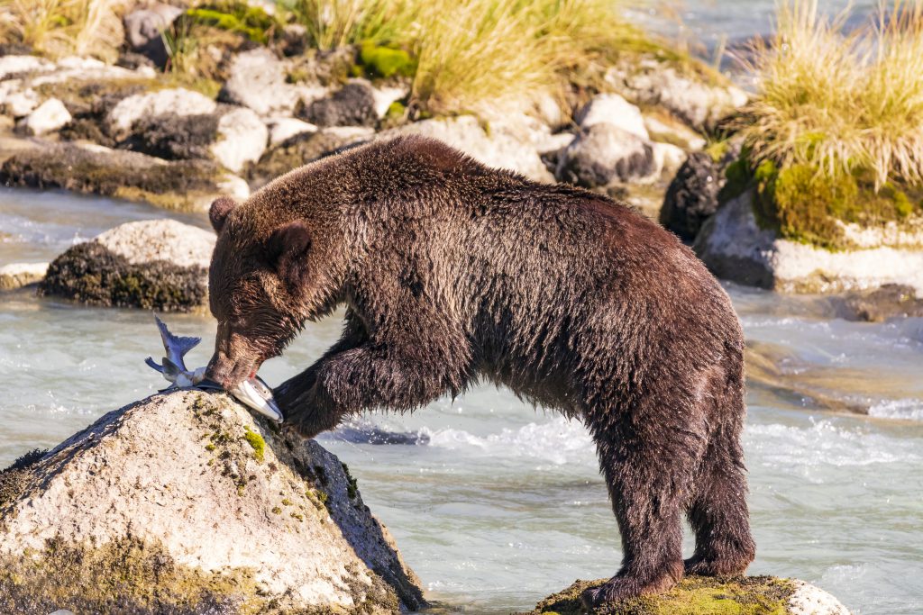 Ours péchant dans la rivière Chilkoot