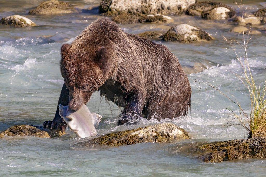 Ours péchant dans la rivière Chilkoot
