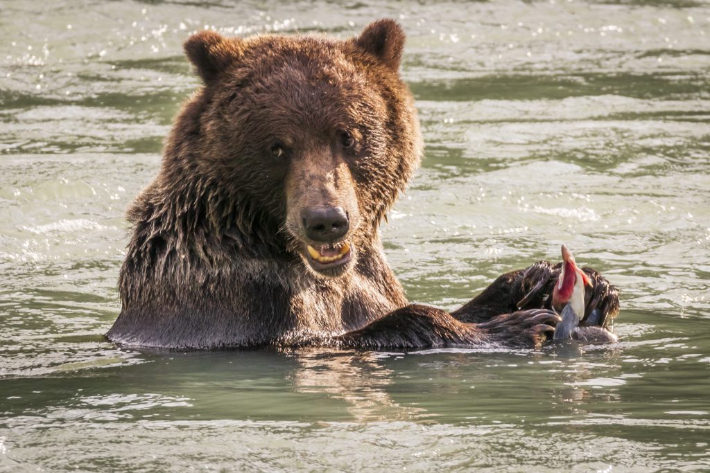 Ours péchant dans la rivière Chilkoot