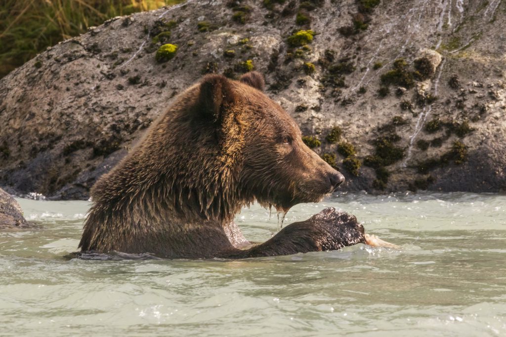 Ours péchant dans la rivière Chilkoot