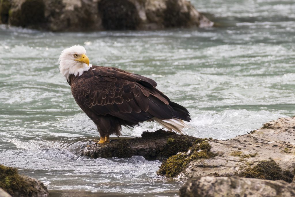 Aigle dans la rivière Chilkoot