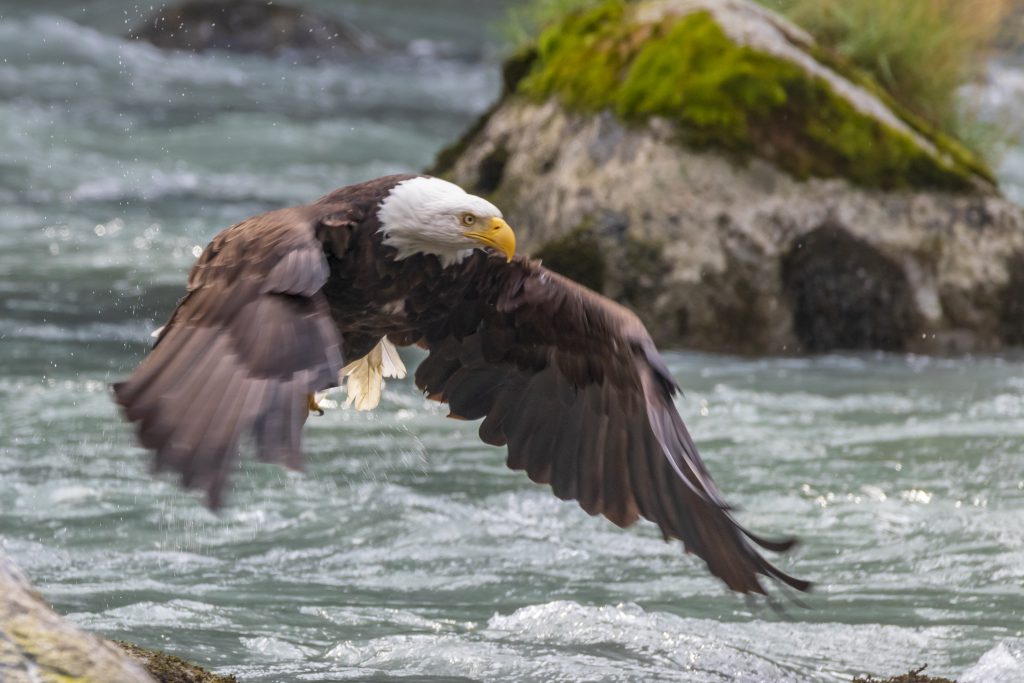 Aigle dans la rivière Chilkoot
