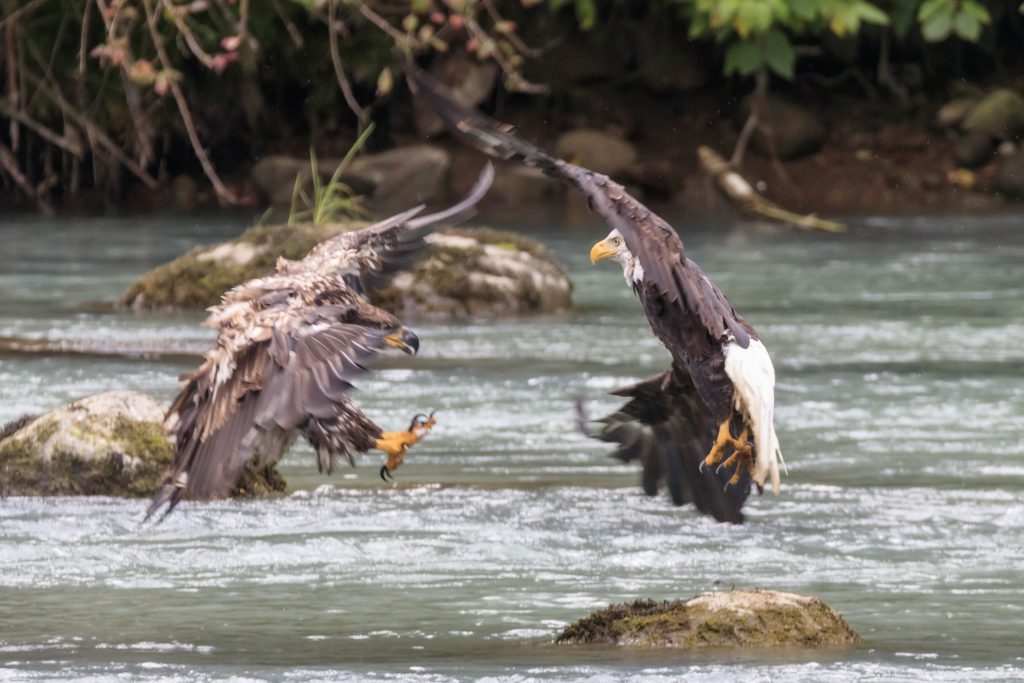 Combat d'aigle au dessus de la rivière Chilkoot.